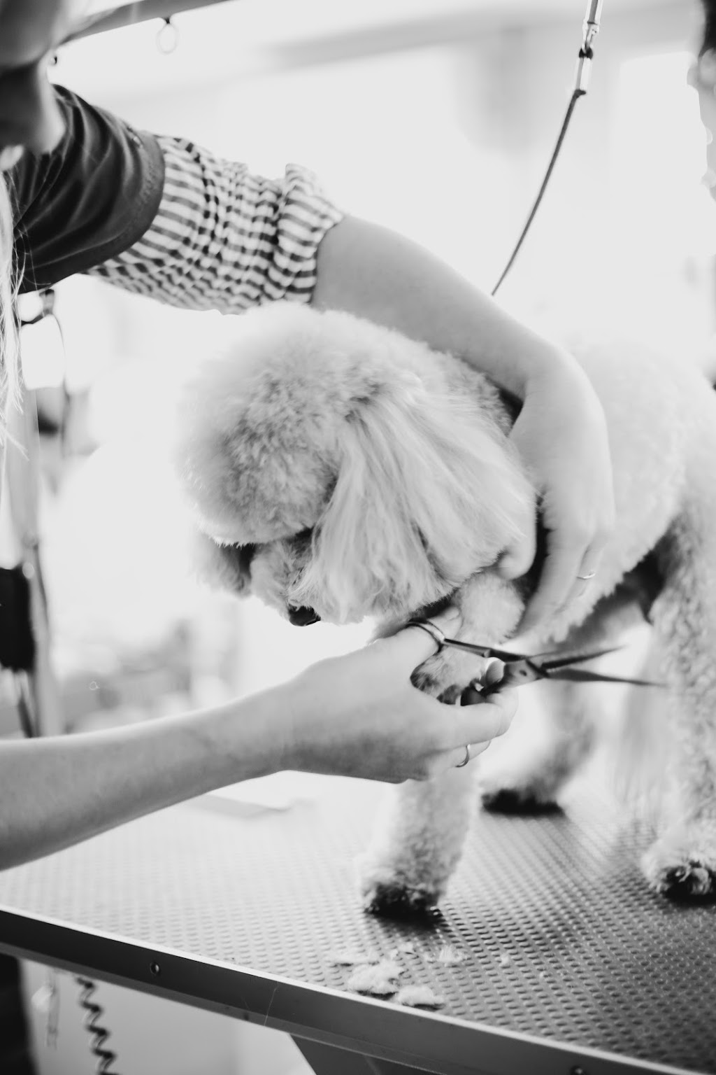 Riverina Animal Grooming | 1200 Spence Rd, Griffith NSW 2680, Australia | Phone: 0488 634 524