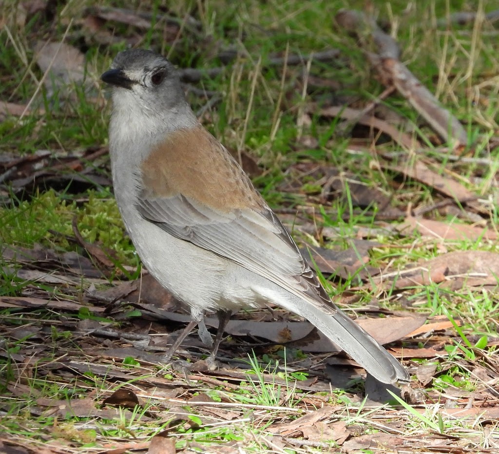 Cobboboonee National Park | park | Mt Deception Rd, Greenwald VIC 3304, Australia | 131963 OR +61 131963