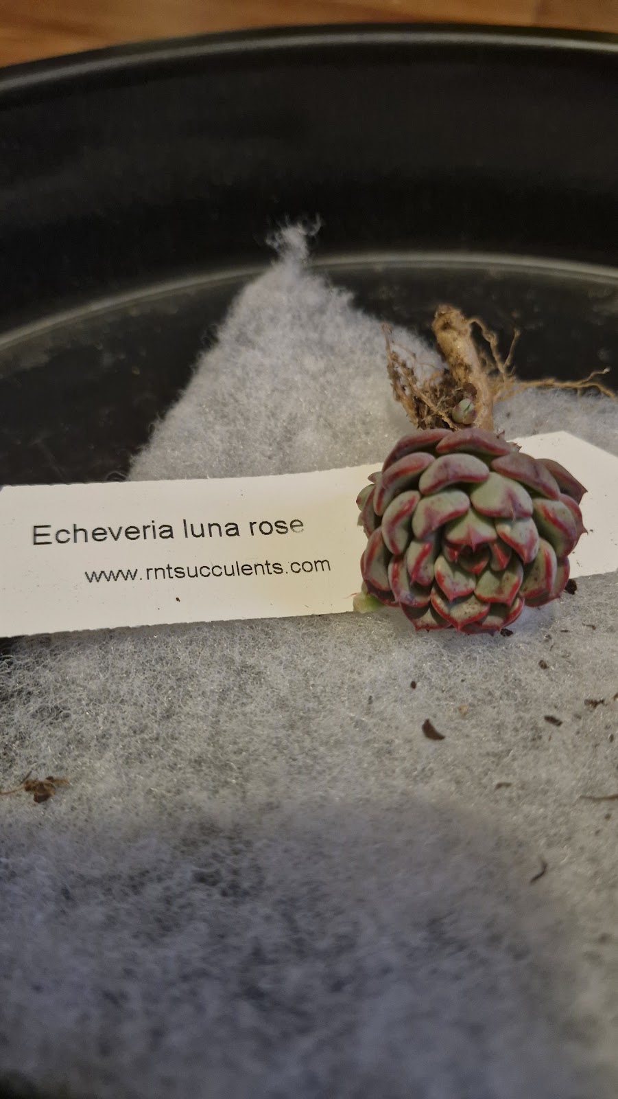 RNT SUCCULENTS | 8 Coulson Rd, Monbulk VIC 3029, Australia | Phone: 0405 508 998