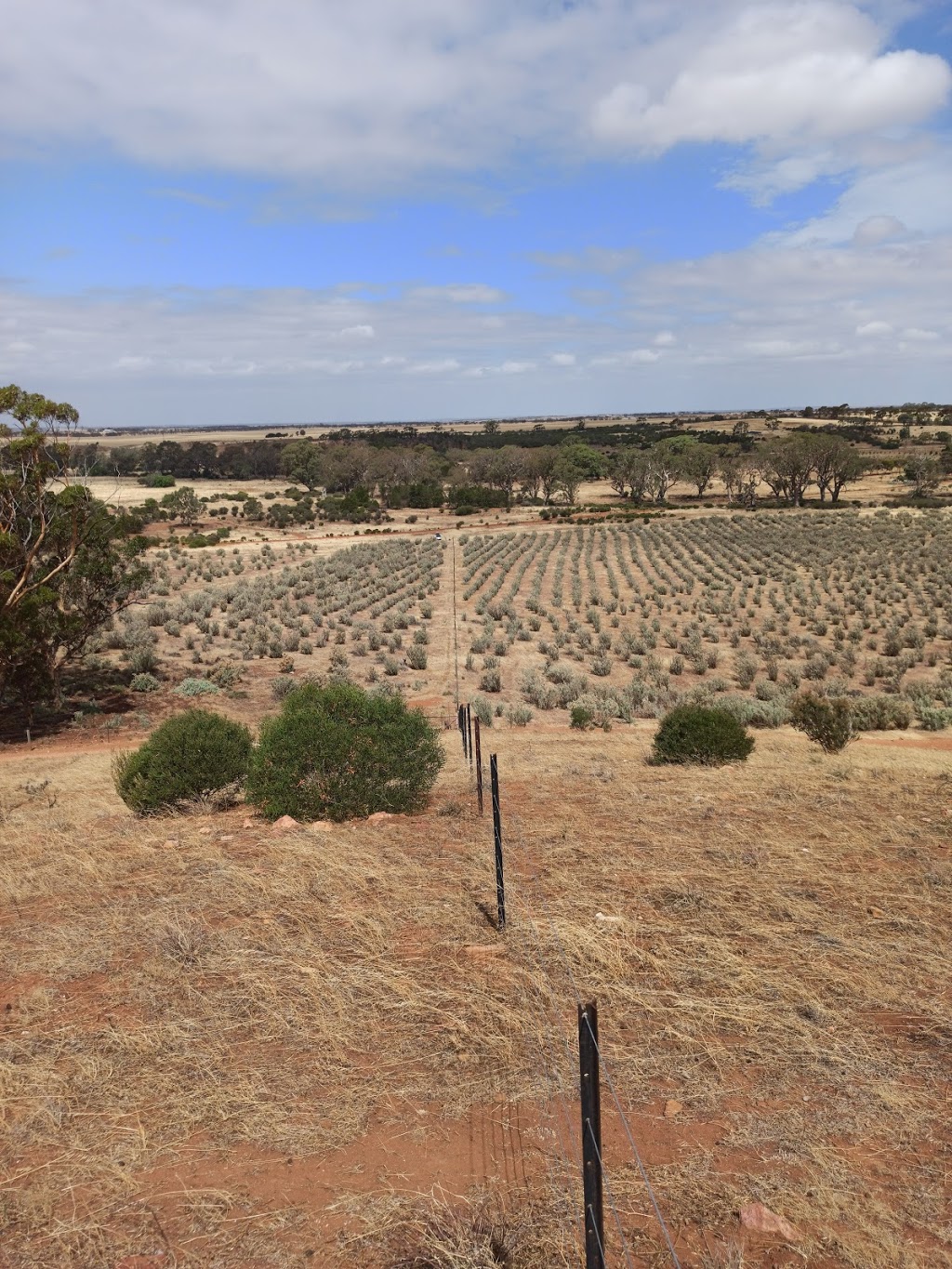 Lavender Federation Trail - Sanderston Trailhead | park | Three Chain Rd, Sanderston SA 5237, Australia