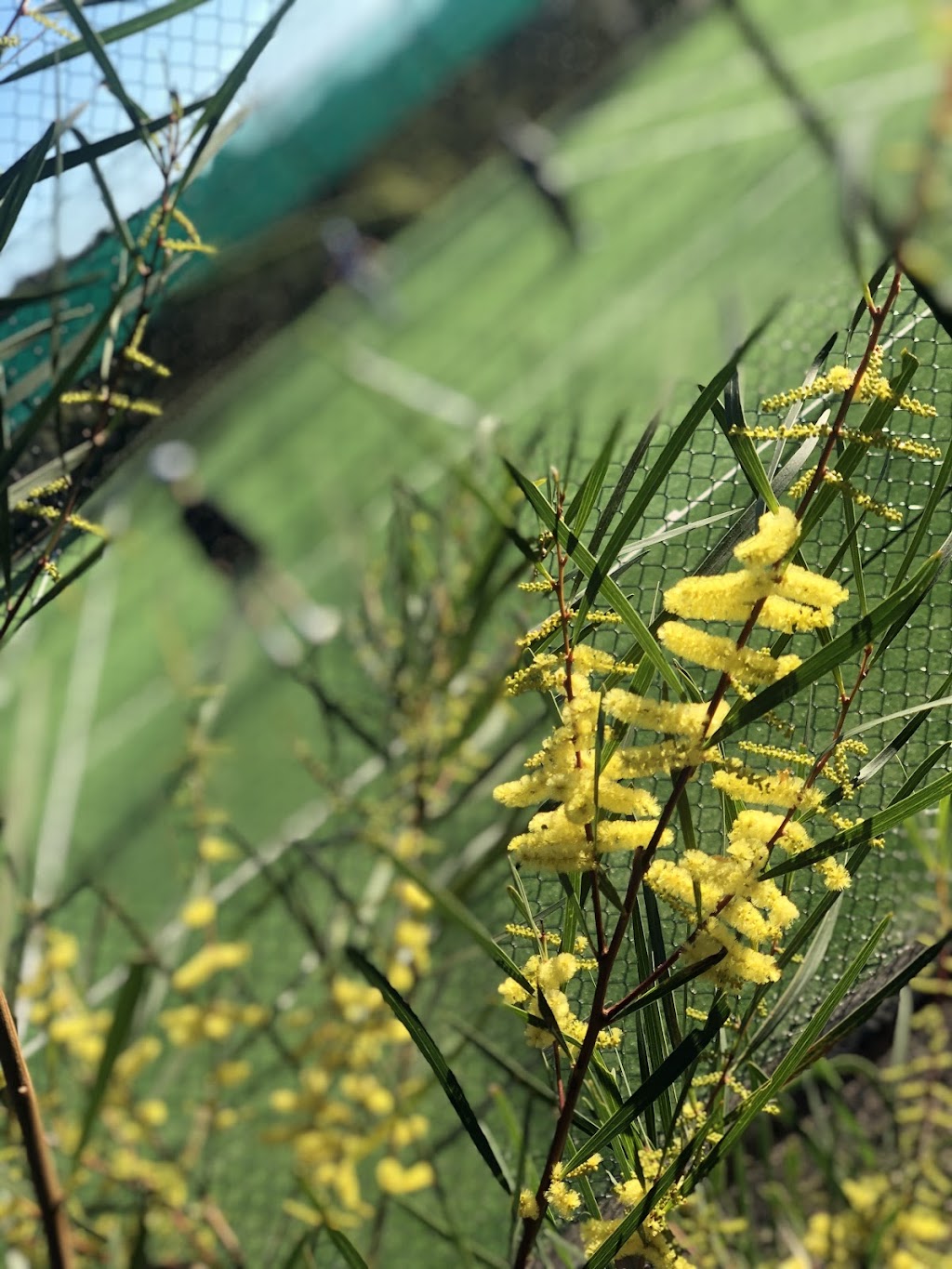 Elanora Park Tennis Club | Merridong Rd, Elanora Heights NSW 2101, Australia | Phone: 0415 334 414