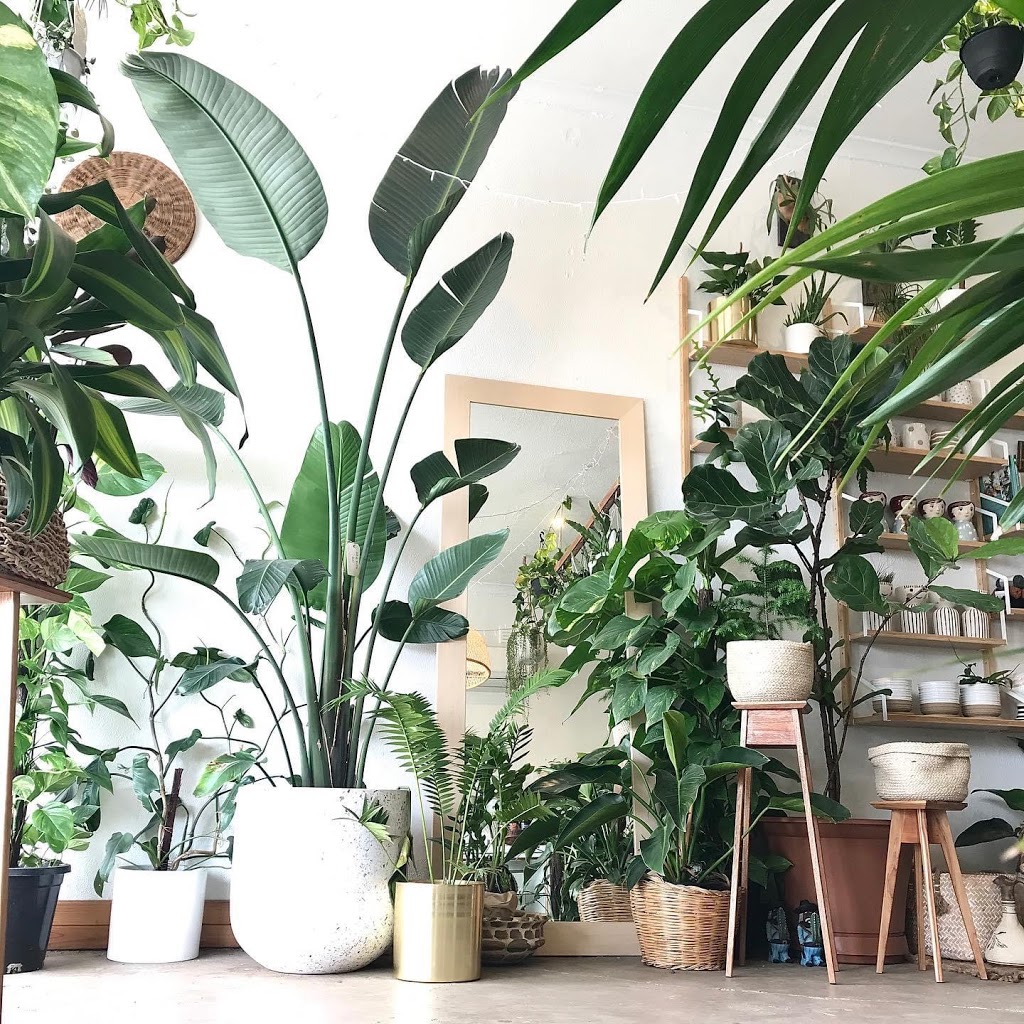 Green Empire St 〰️ Indoor Plant Specialist | home goods store | 89 McIntyre Rd, Sunshine North VIC 3020, Australia | 0478157001 OR +61 478 157 001
