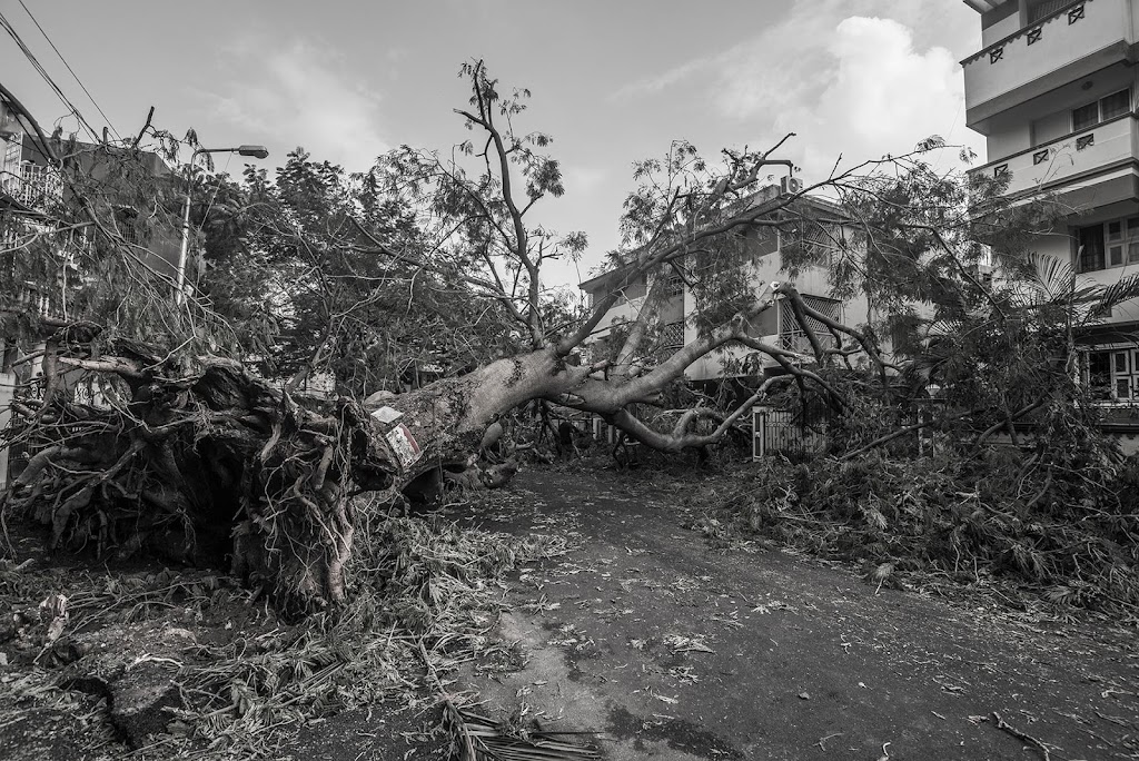 Hayden Tree Service | 11 Grn Hl Rd, Cooranbong NSW 2265, Australia | Phone: 0405 100 275