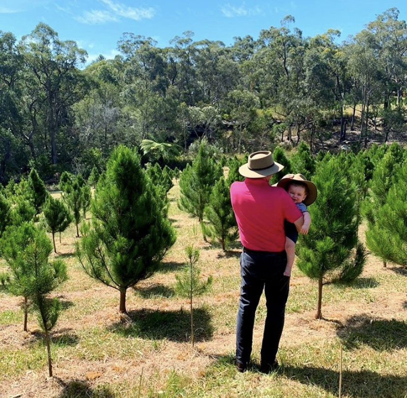 Tomalong Christmas Tree Farm | 96 Pitt Town Rd, Kenthurst NSW 2156, Australia | Phone: (02) 9654 9705