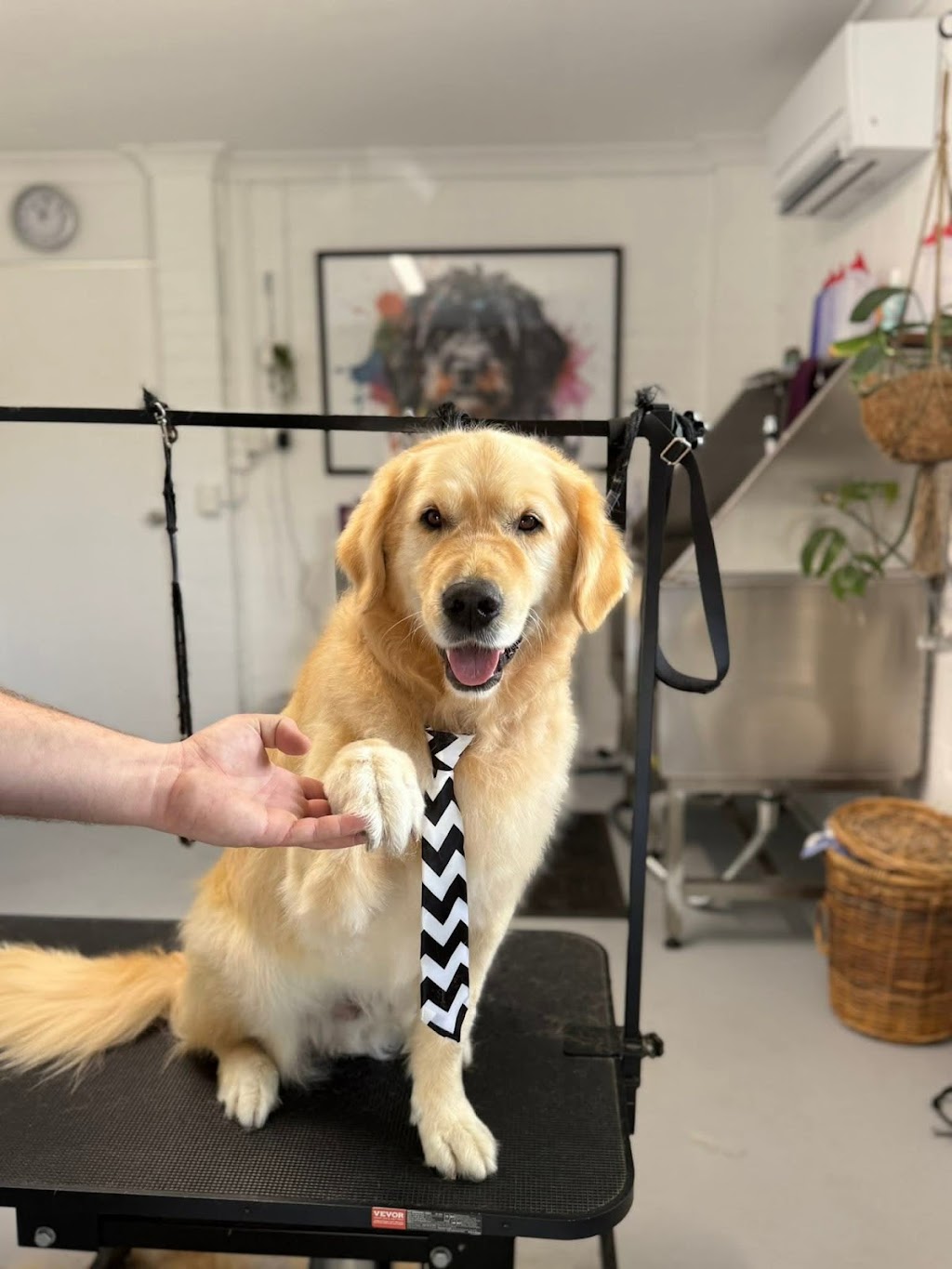 Sammy Scissor Hands Professional Dog Grooming | 99 Bayview St, Runaway Bay QLD 4216, Australia | Phone: 0407 886 531