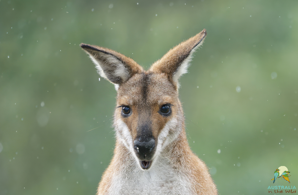 Australia in the Wild | 131a Strong Rd, Dayboro QLD 4521, Australia | Phone: 0484 692 273