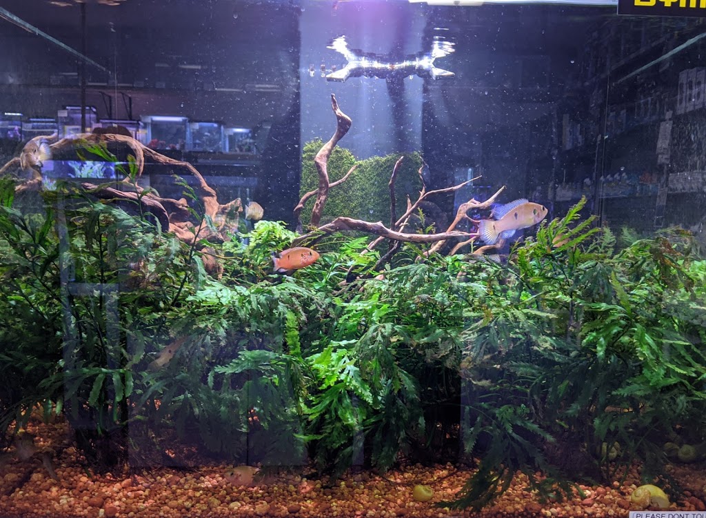 Gem Aquatics | pet store | 1/10 Weedon Cl, Belconnen ACT 2617, Australia | 0262514262 OR +61 2 6251 4262