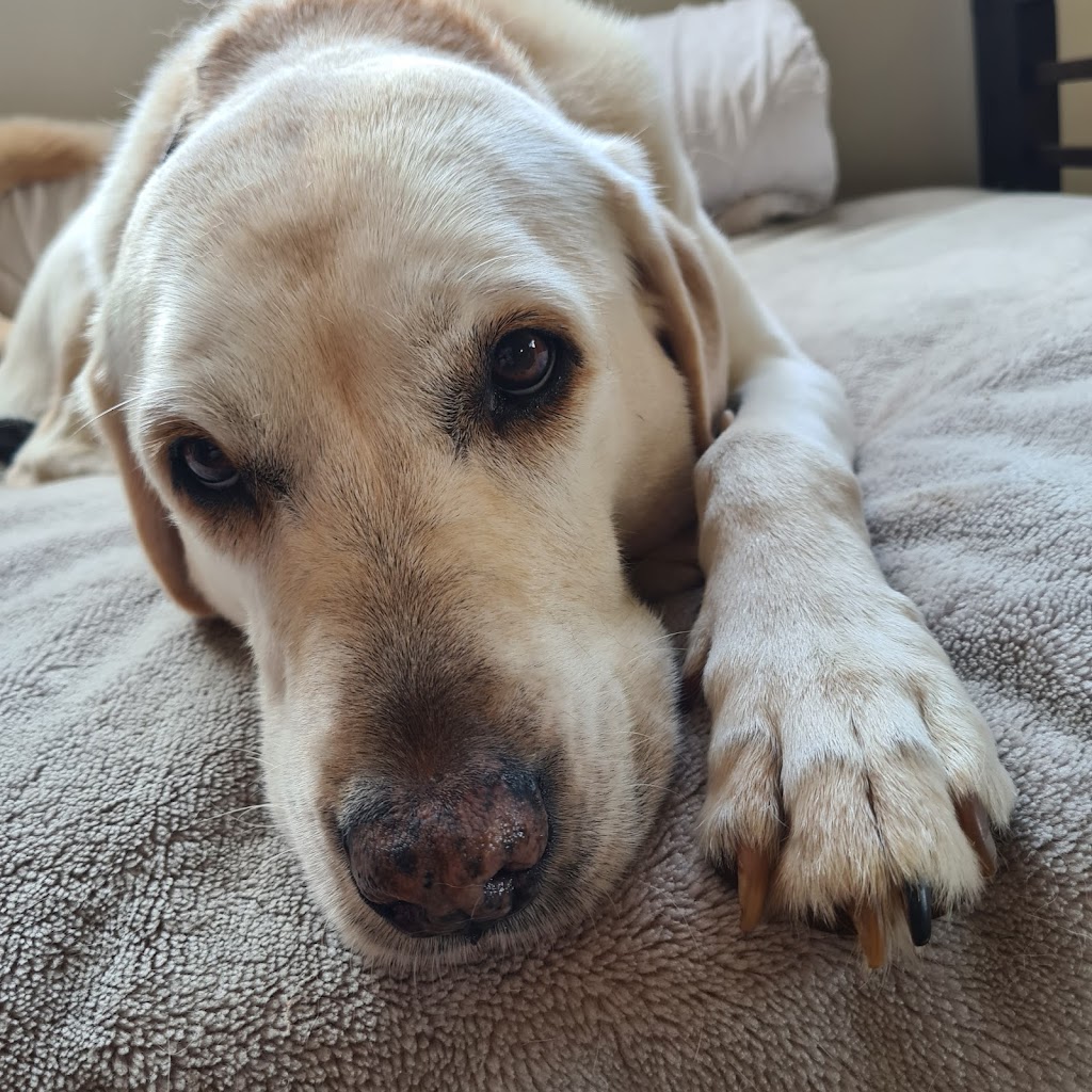 SWIFTII Pet Minding | 47 Minjerriba Rd, Russell Island QLD 4184, Australia | Phone: 0403 232 544