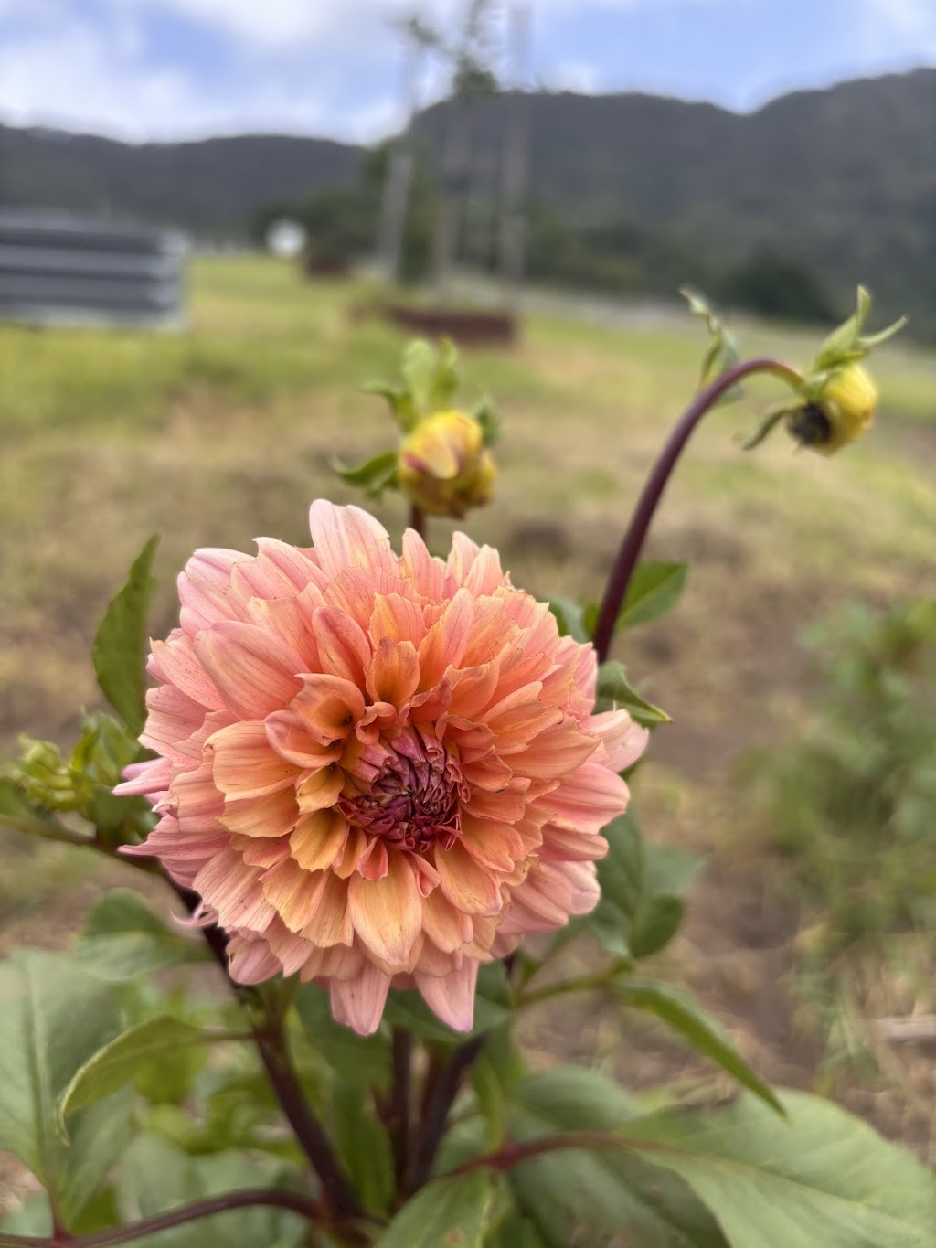Young Macdonald’s Farm | 121 Flannery Ln, Tapitallee NSW 2540, Australia | Phone: 0412 022 014