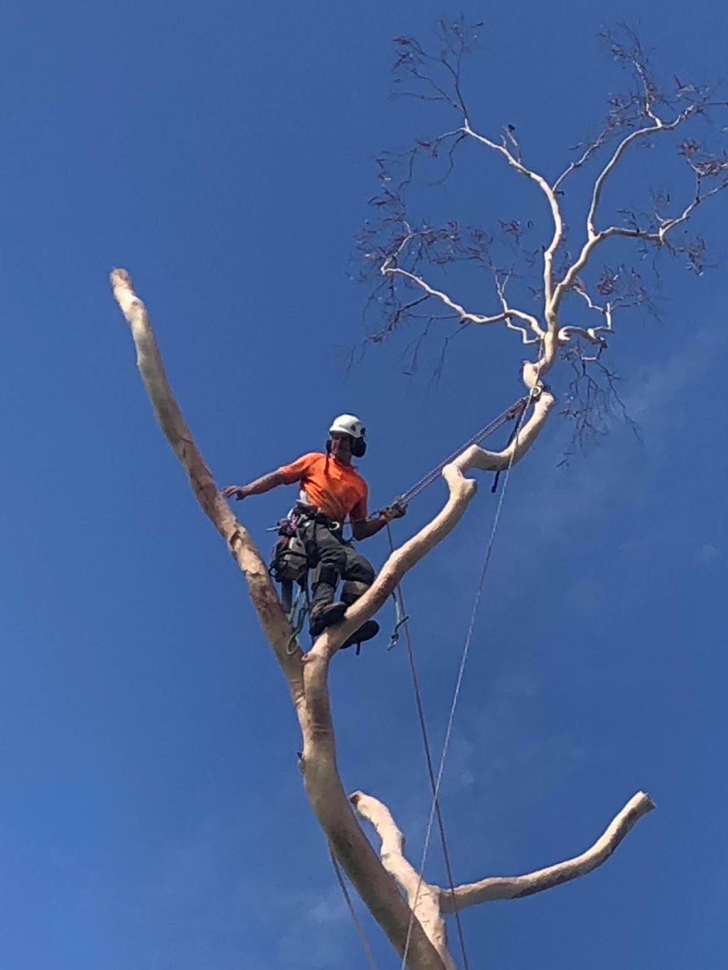 Trusted Tree Services | 50 Ferguson St, Upwey VIC 3158, Australia | Phone: 0414 461 615