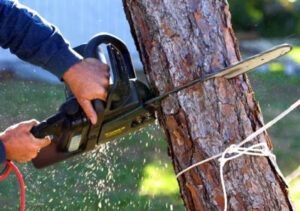 Tree Removal Mornington Peninsula | general contractor | 38 Robin Hill Dr, Mornington VIC 3931, Australia | 0370356971 OR +61 3 7035 6971