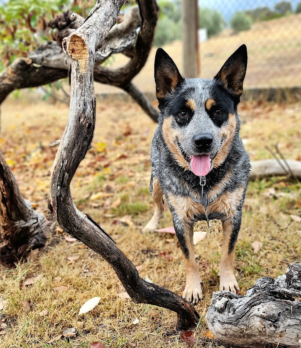 Castlemaine Doggy Daycare | 53 Faradale Dr, Faraday VIC 3451, Australia | Phone: 0436 326 274