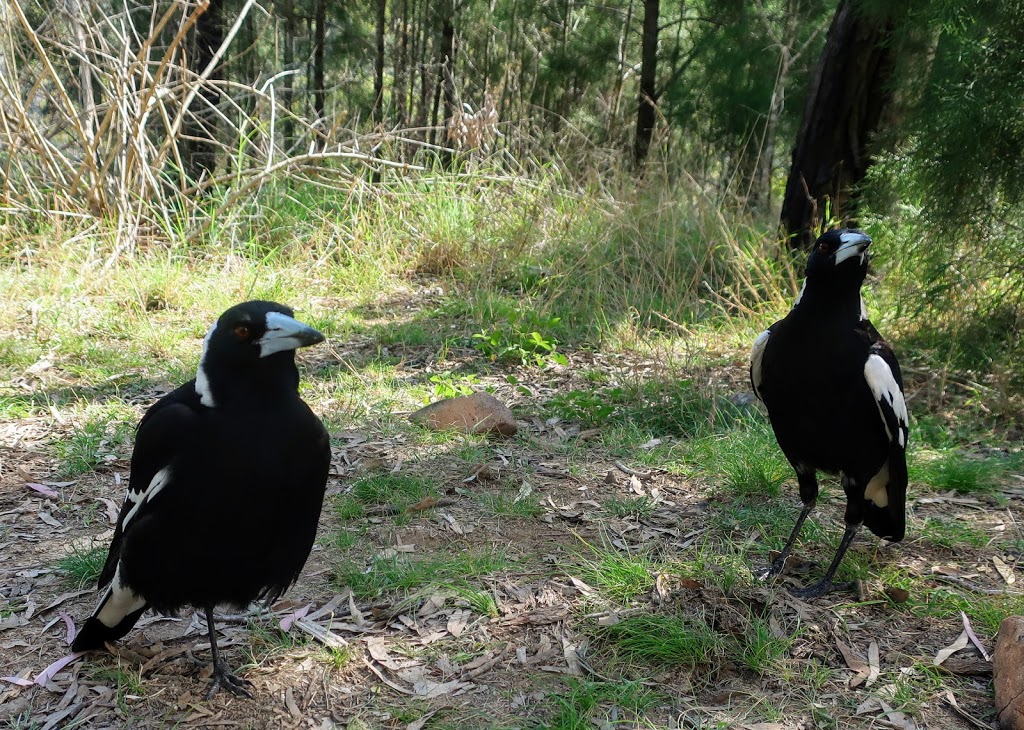 Kinbombi Falls | Kinbombi Rd, Kinbombi QLD 4601, Australia