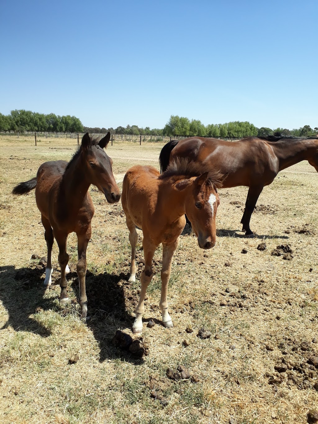 Dunroamin Standardbreds | 1135 Goulburn Valley Hwy, Congupna VIC 3633, Australia | Phone: 0417 066 933