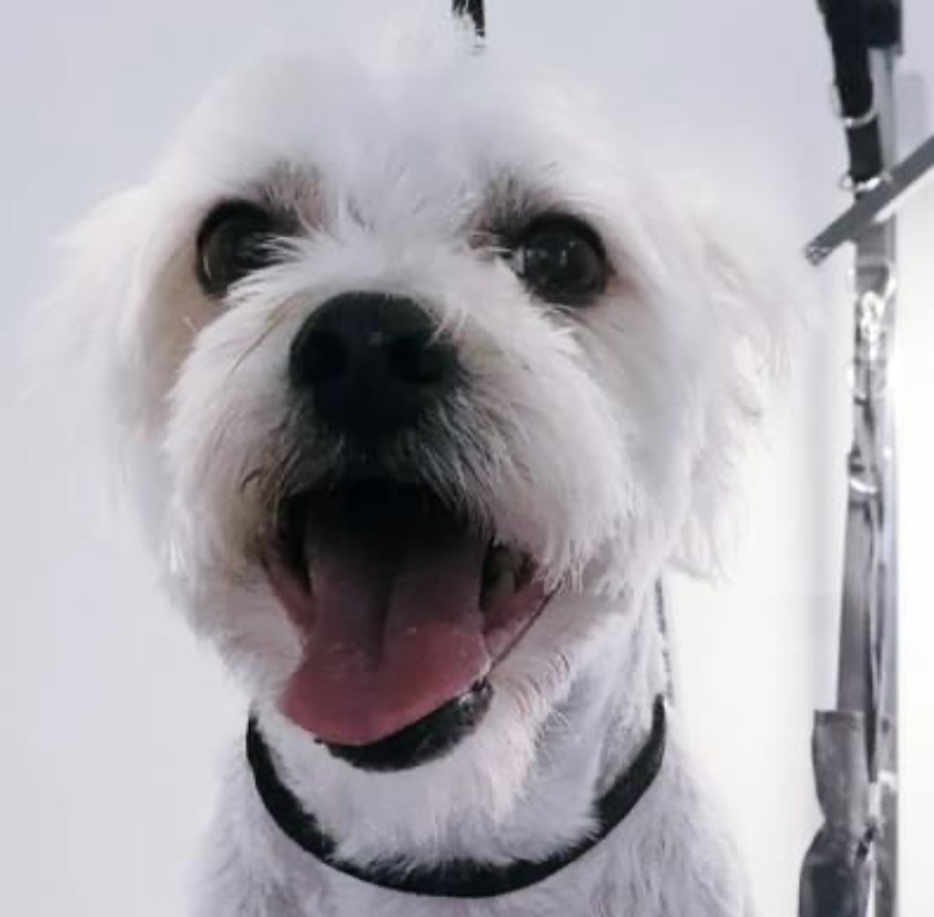 Fab Fur Dog Grooming | Candy Creek Rd, Guanaba QLD 4210, Australia | Phone: 0420 859 751