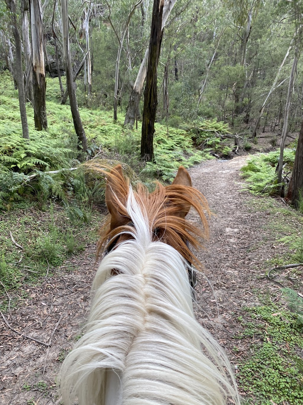 Canyonleigh Trails | 2400 Canyonleigh Rd, Canyonleigh NSW 2577, Australia | Phone: 0490 205 505