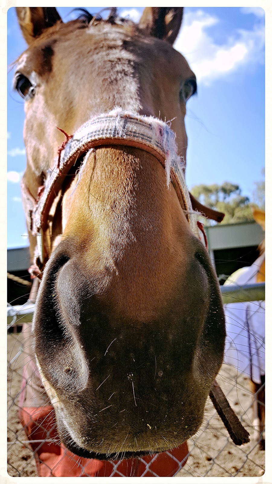 Claremont Therapeutic Riding Centre | Brockway Rd, Mount Claremont WA 6010, Australia | Phone: (08) 9384 3492