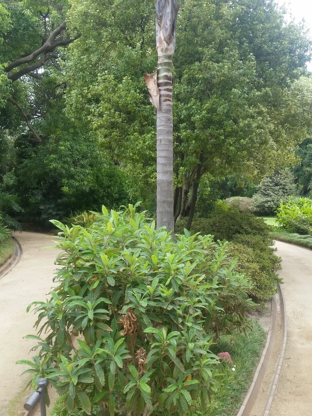 Morton Bay Fig Bed | Government House Dr, Melbourne VIC 3004, Australia