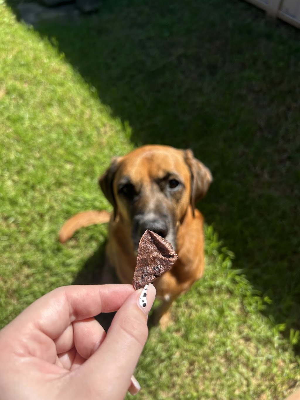 Charlie and the Treat Factory | 16 Coral Fern Way, Gwandalan NSW 2259, Australia | Phone: 0468 528 211