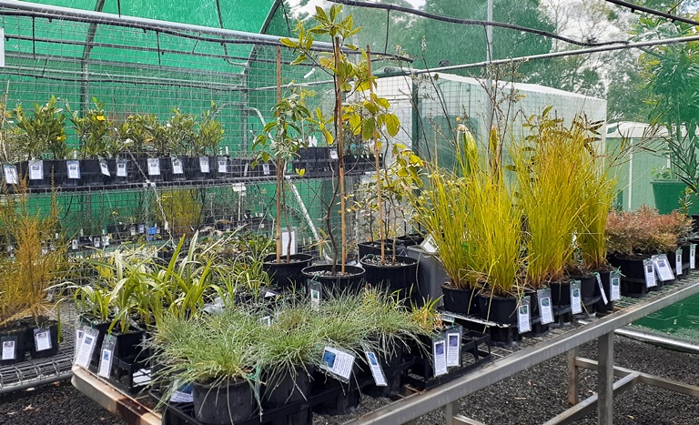 Peacehaven Native Nursery | 56 Kuhls Rd, Highfields QLD 4352, Australia | Phone: 0477 317 410