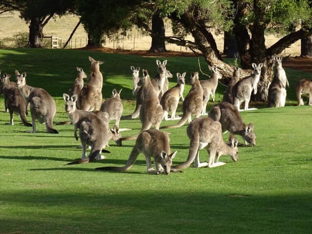 kangaroo tour melbourne