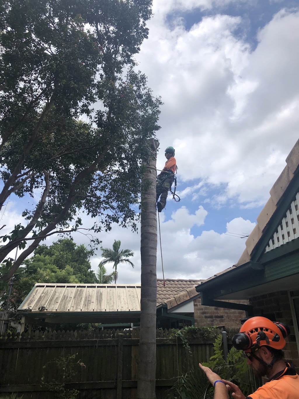 Independent Tree Services | 373 Boundary Rd, Narangba QLD 4504, Australia | Phone: (07) 3888 4202