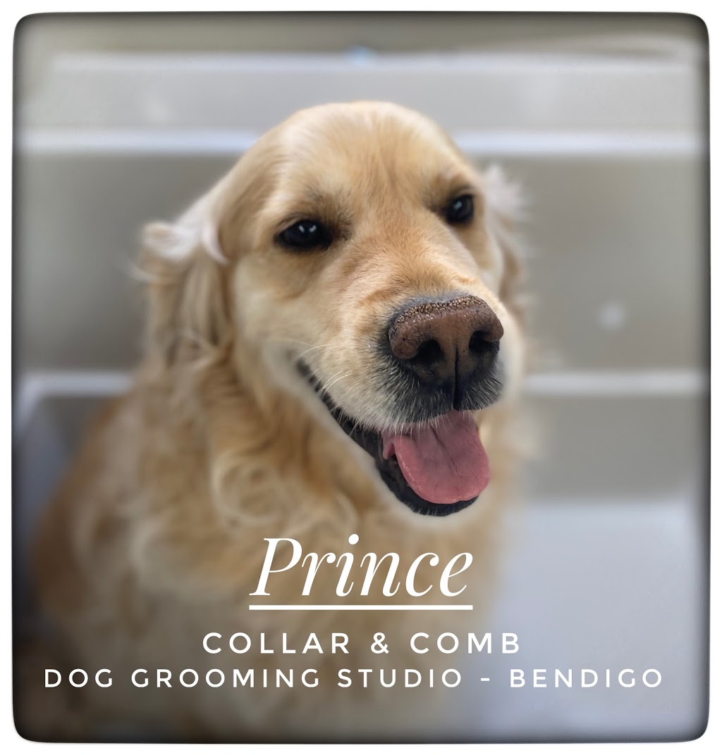 Collar & Comb Dog Grooming Studio | 8B Benjamin Ct, Bendigo VIC 3550, Australia | Phone: 0418 299 172