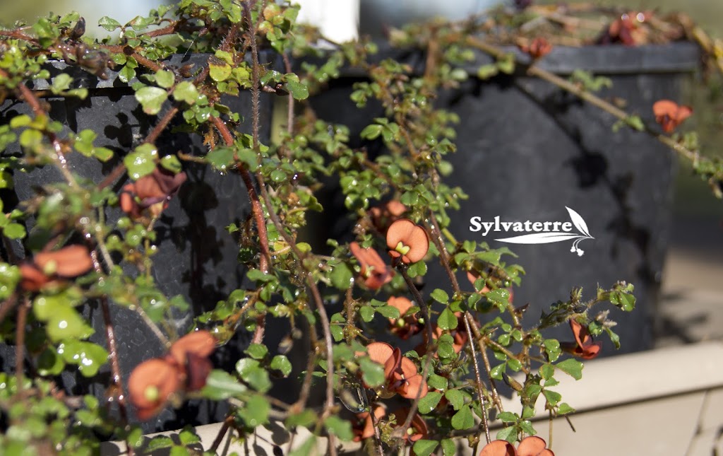 Sylvaterre Native Nursery | 1126 Sylvaterre-Timms Lake Rd, Sylvaterre VIC 3575, Australia | Phone: 0455 140 421