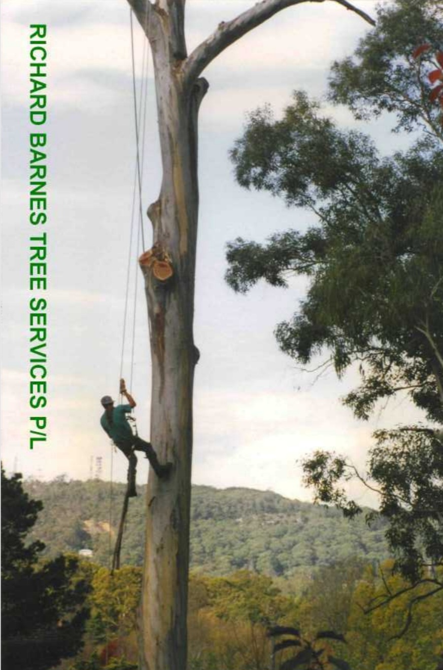 Richard Barnes Tree Services | 766 Wagonga Scenic Dr, Narooma NSW 2546, Australia | Phone: 0477 257 760