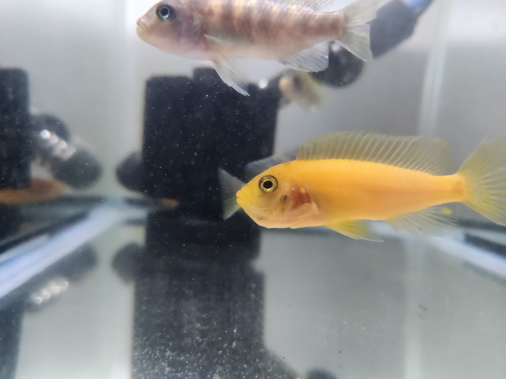 Fins N Feathers | 142 Edmond St, Marburg QLD 4346, Australia | Phone: 0477 722 570