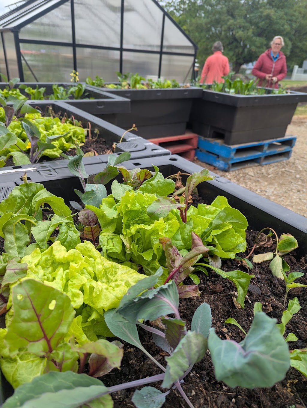 Harvest Haven Community Garden | 58 Murray St, Tumbarumba NSW 2653, Australia | Phone: 0429 654 734