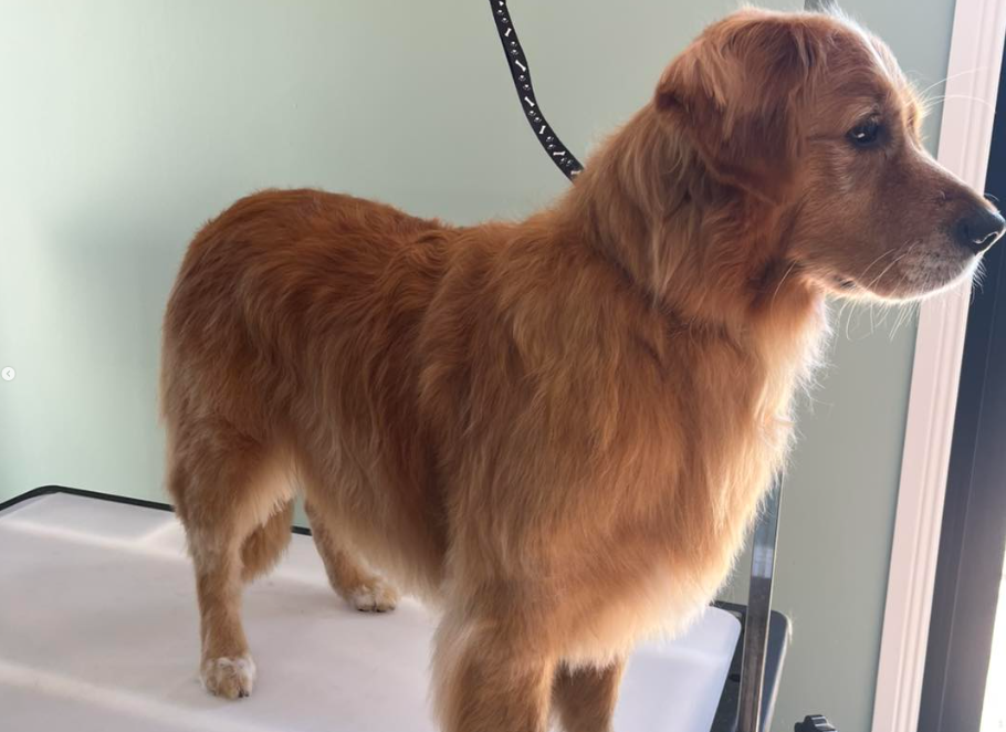 Oscars Groom Room | 410 Wy Yung-Calulu Rd, Ellaswood VIC 3875, Australia | Phone: 0419 608 812