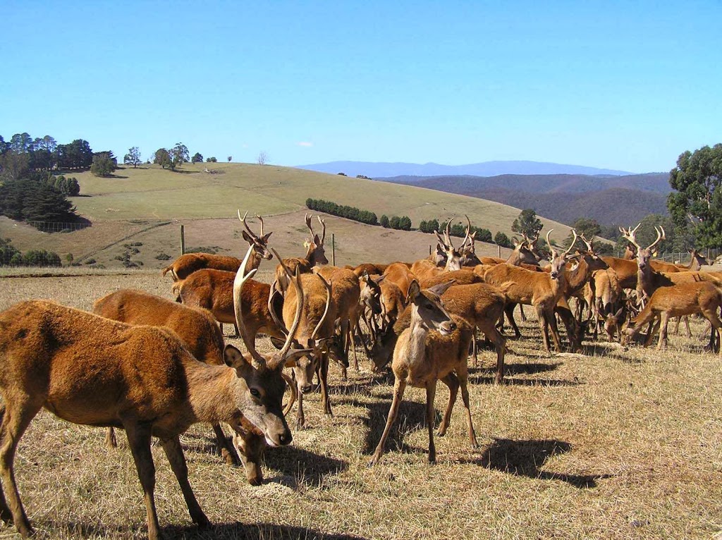 Rainbow Deer Farm | health | 121-123 Main Neerim Rd, Neerim South VIC 3831, Australia | 0419284308 OR +61 419 284 308