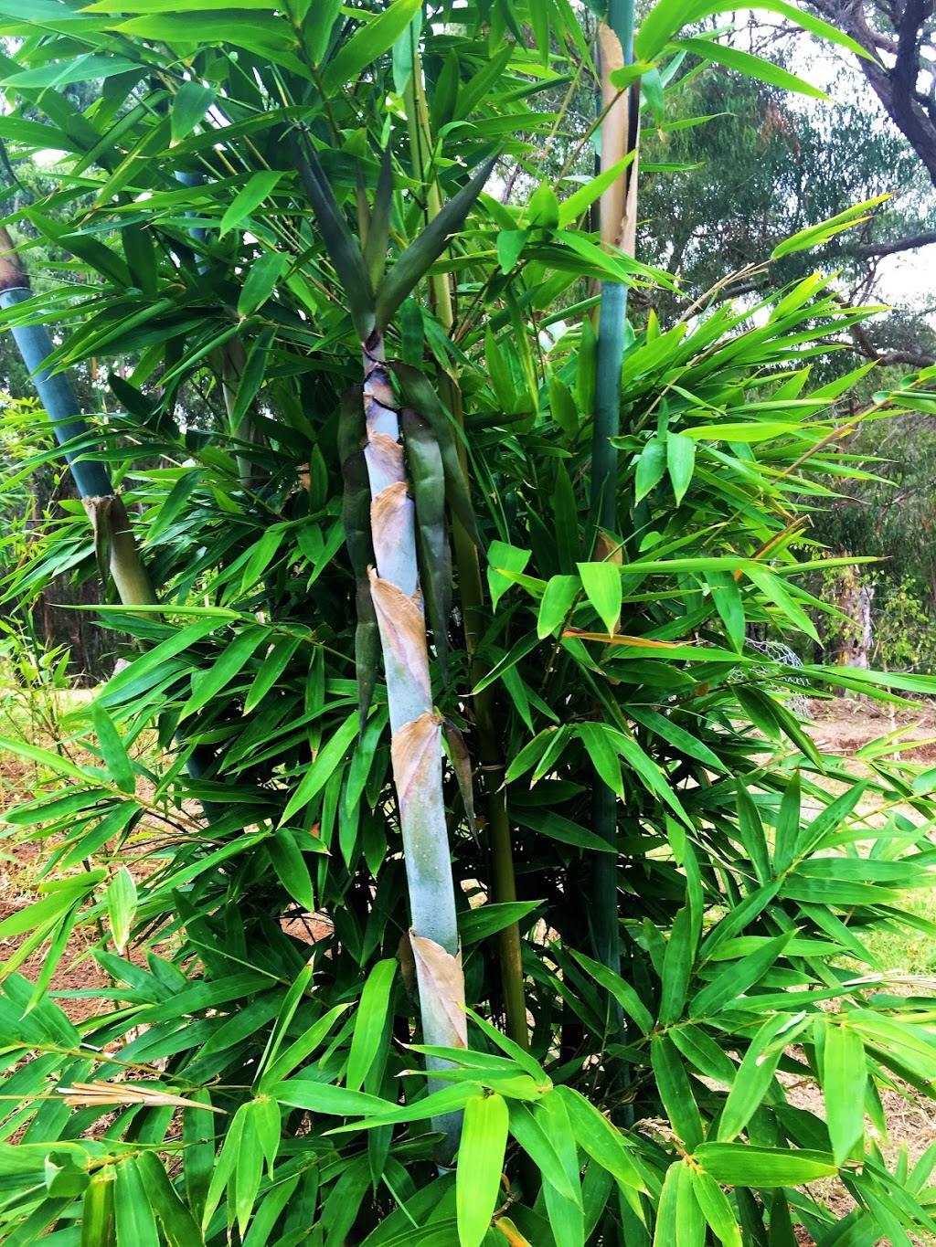 Otway Bamboo |  | 1875 Deans Marsh-Lorne Rd, Lorne VIC 3232, Australia | 0418249880 OR +61 418 249 880
