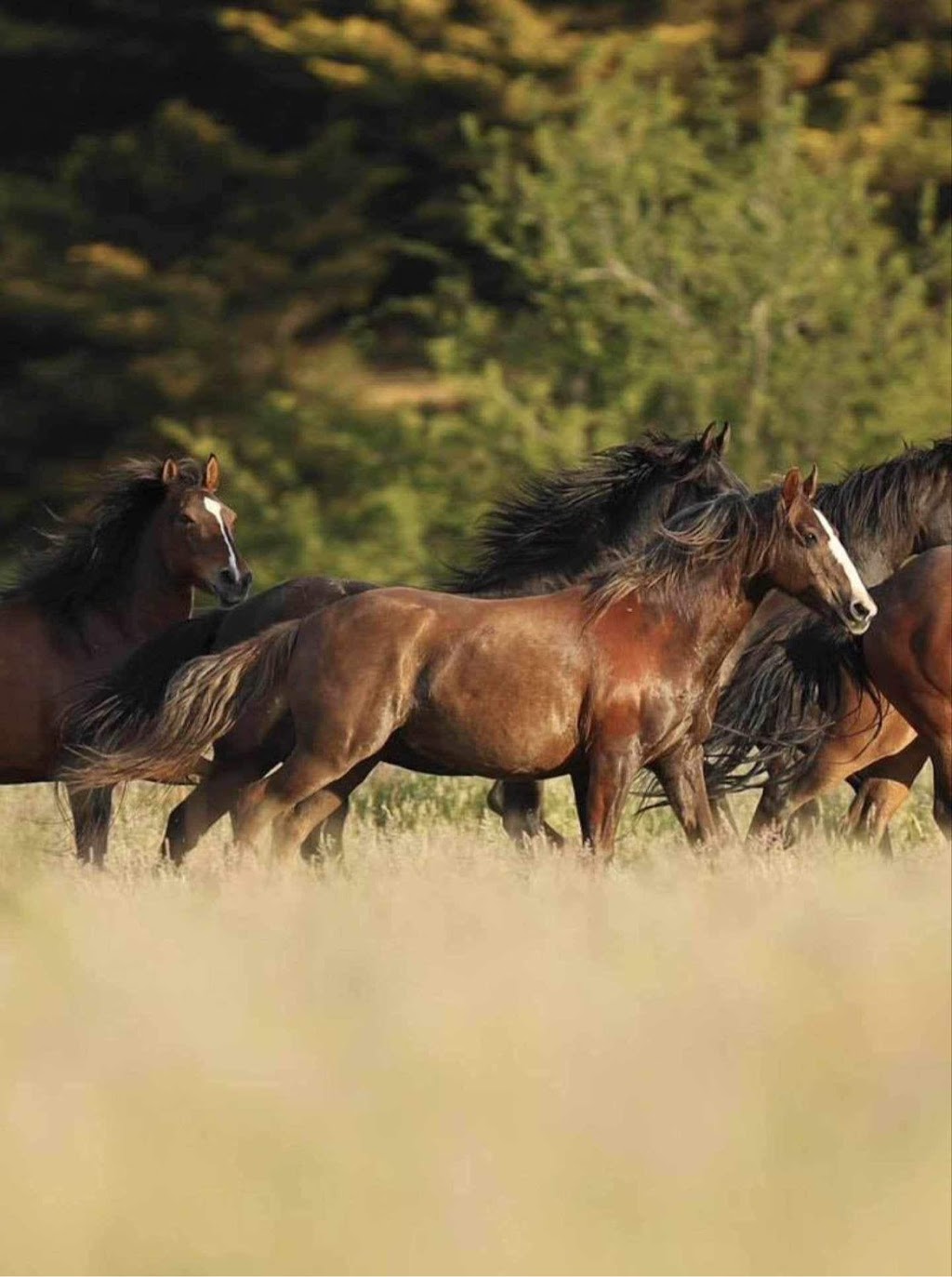 Victorian Brumby Association | Raglan-Elmhurst Rd, Glenlogie VIC 3469, Australia | Phone: 0417 504 412