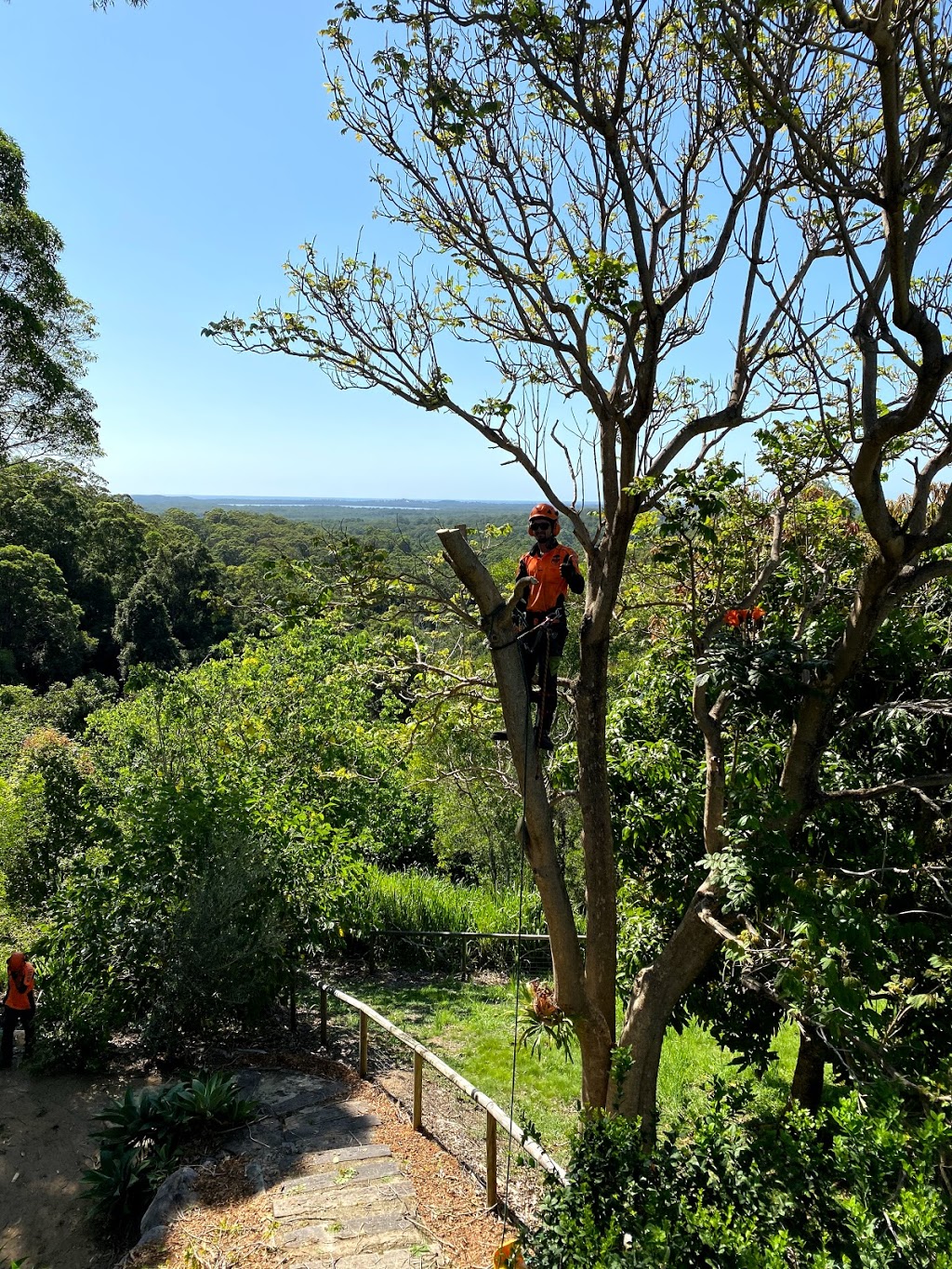 Sunny coast tree Contractors | 465 Eumundi Range Rd, Eumundi QLD 4562, Australia | Phone: 0422 936 005