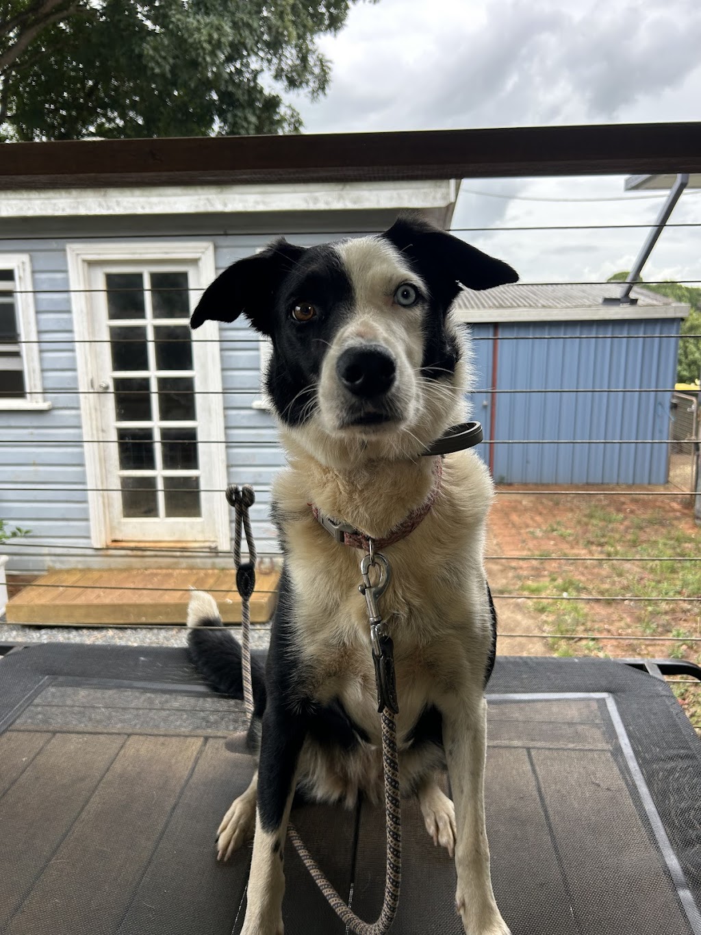 Equine Assisted Therapy at Bunyarra Farm | 690 Cowlong Rd, Eltham NSW 2480, Australia | Phone: 0402 362 169