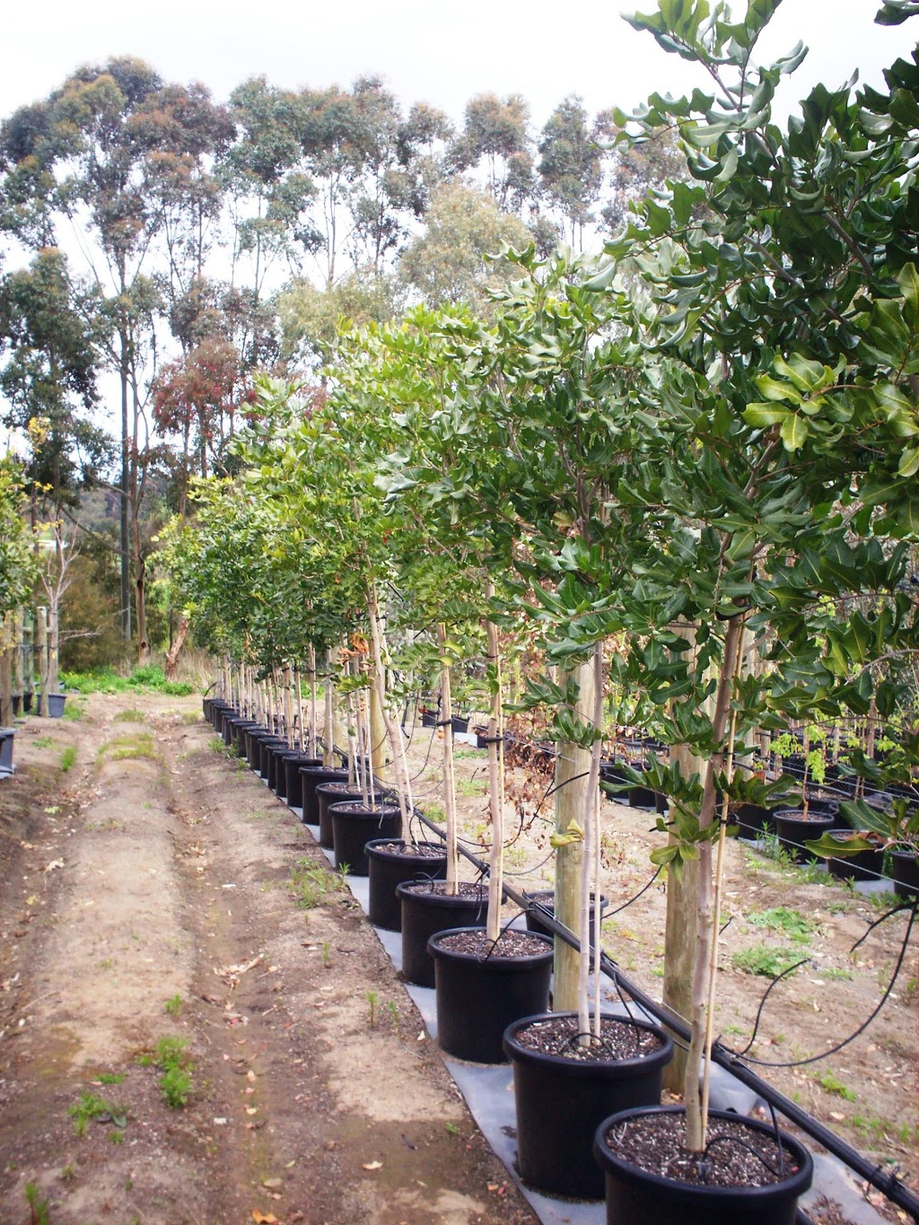 Adelaide Advanced Trees |  | 264 Cherry Gardens Rd, Cherry Gardens SA 5157, Australia | 0882707700 OR +61 8 8270 7700