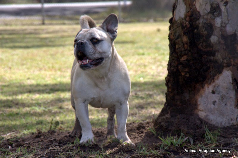 Sydney Dog and Cat Boarding - Luxury boarding kennels sydney | veterinary care | 448 Llandilo Rd, Llandilo NSW 2747, Australia | 1300651794 OR +61 1300 651 794