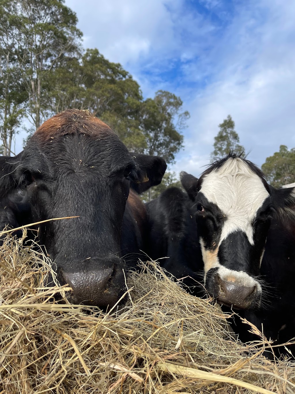 Sawyers gully farm | 1600 Old Maitland Rd, Sawyers Gully NSW 2326, Australia | Phone: 0419 393 656