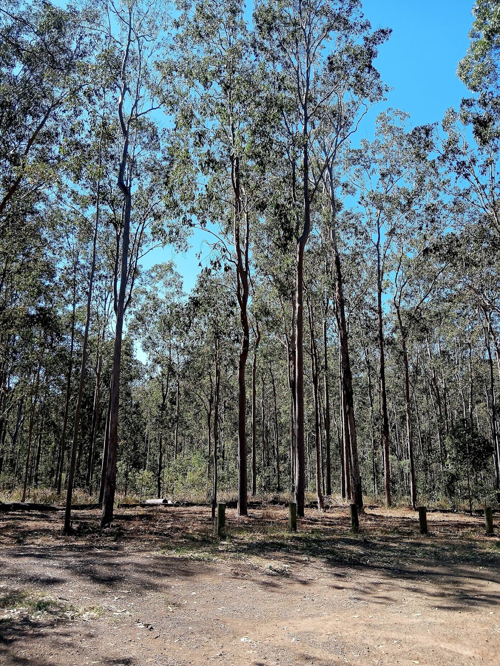 Bom Bom State Forest Campground | Bom Bom NSW 2460, Australia | Phone: (02) 9872 0111