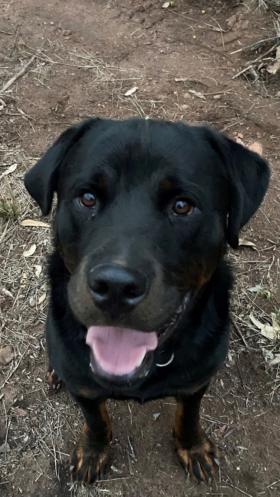 Loose Leads Dog Training | Bakers Swamp NSW 2820, Australia | Phone: 0408 018 946