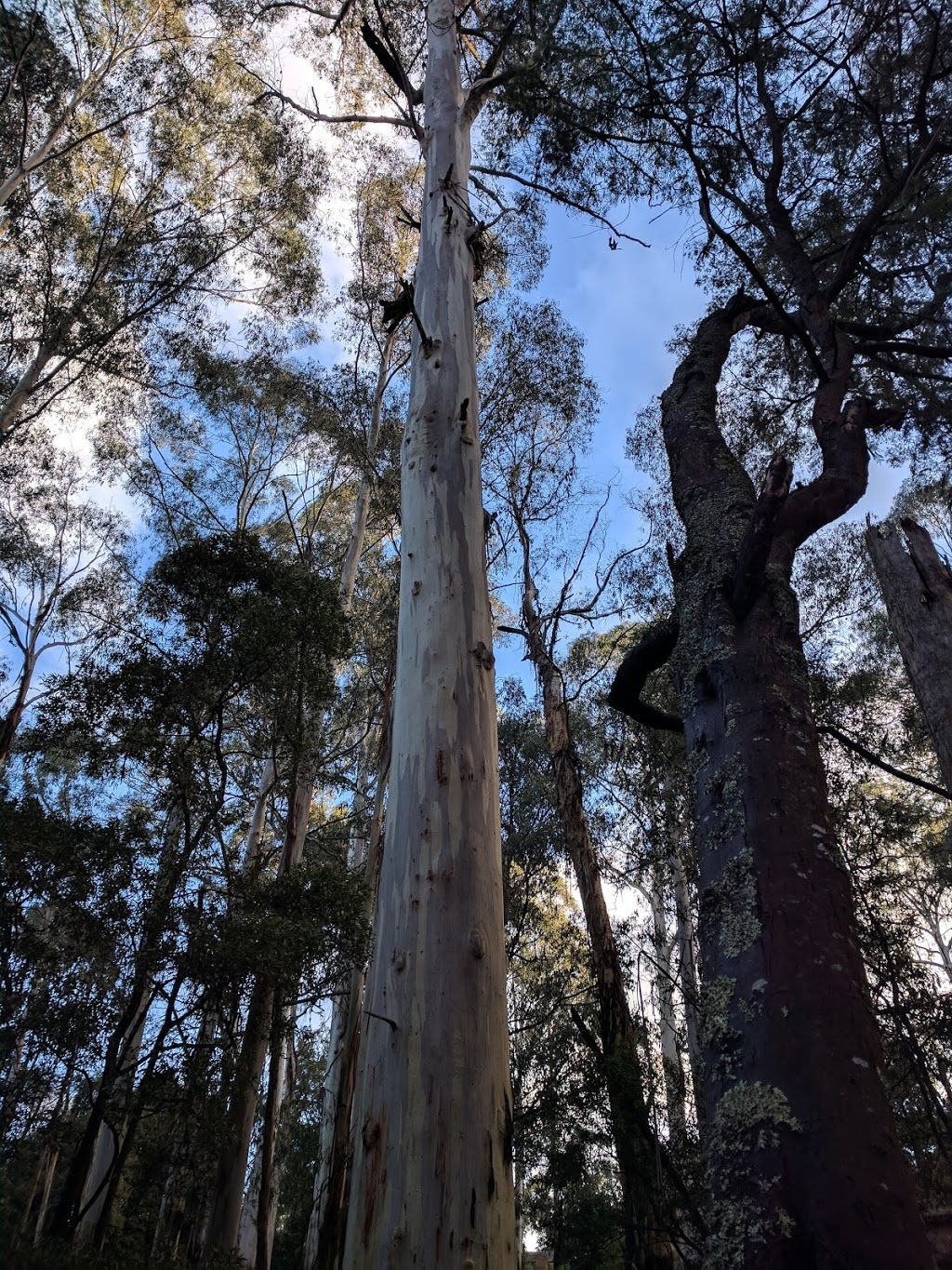 Alma Treloar Reserve | 73 Healesville - Koo Wee Rup Rd, Cockatoo VIC 3781, Australia