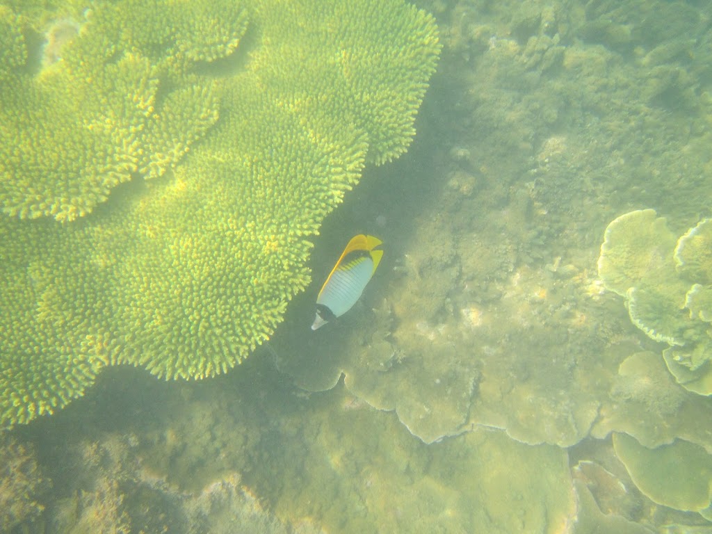 Geoffrey Bay | Magnetic Island Reef, Queensland, QLD 4805, Australia