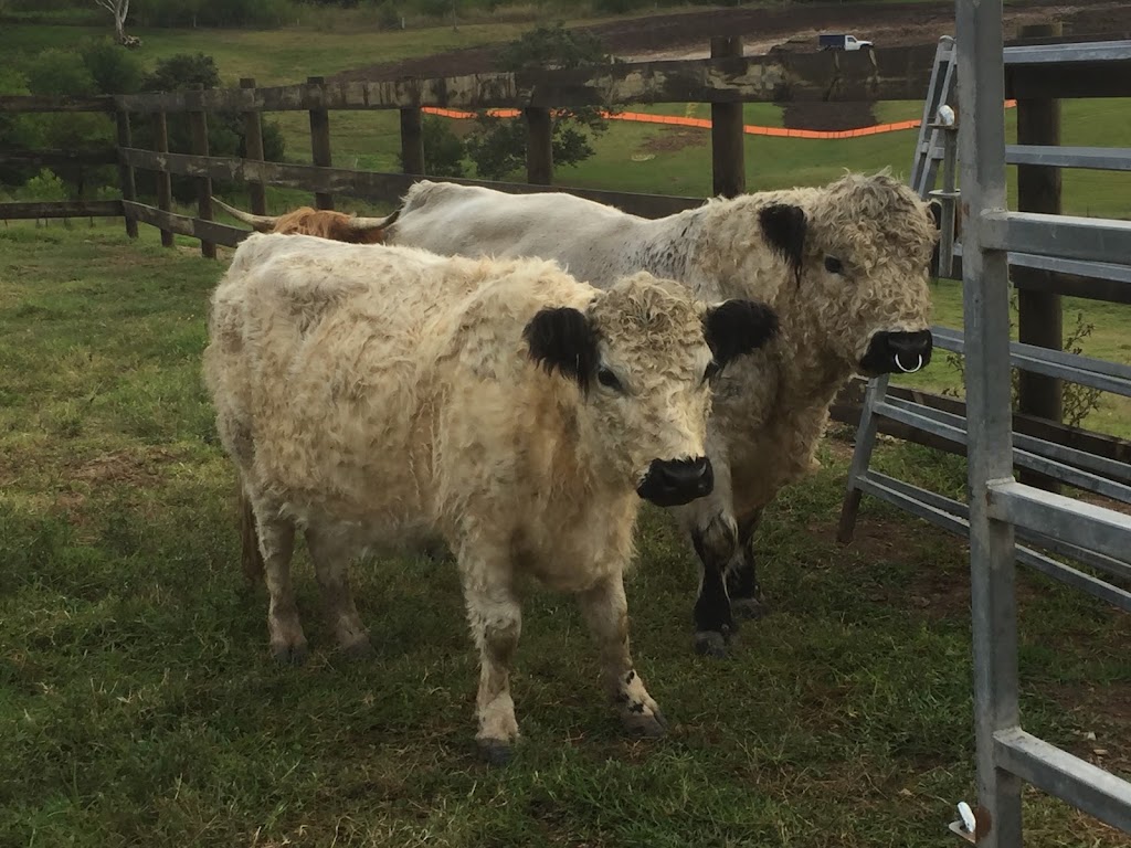 Blueys Livestock Transport | 383 Princes Hwy, Nowra NSW 2541, Australia | Phone: 0487 459 166