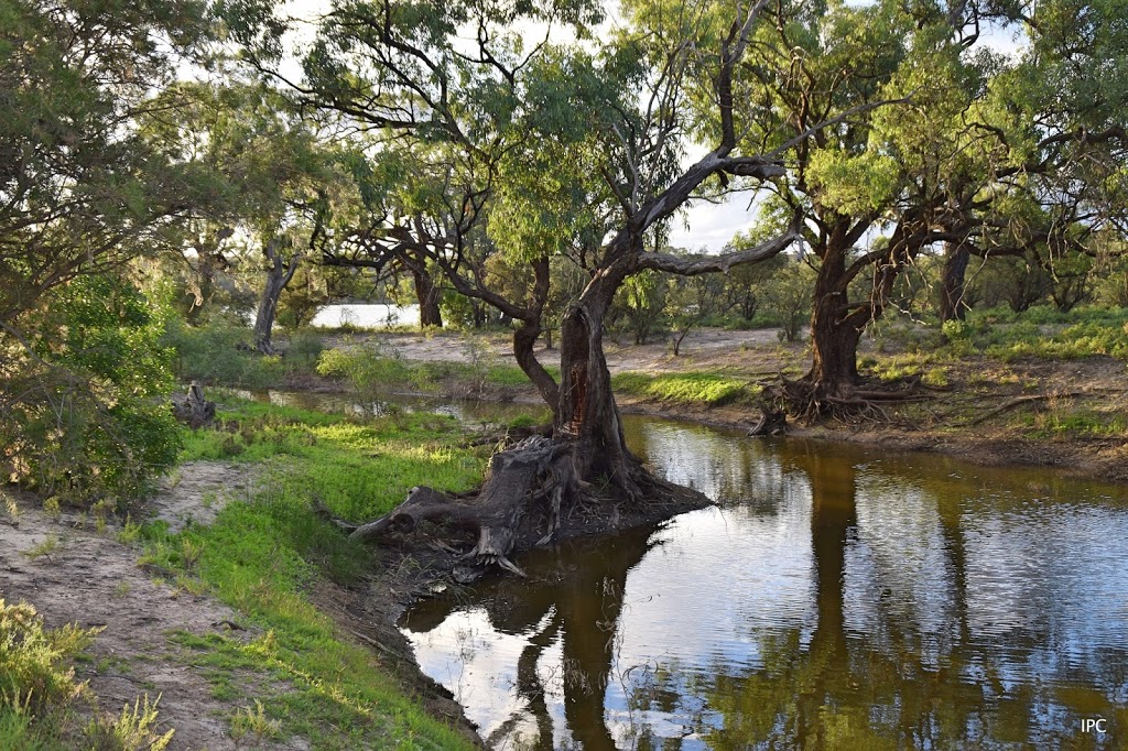 Morgan Conservation Park | park | Morgan-Cadell Rd, Morgan SA 5320, Australia | 0885801800 OR +61 8 8580 1800