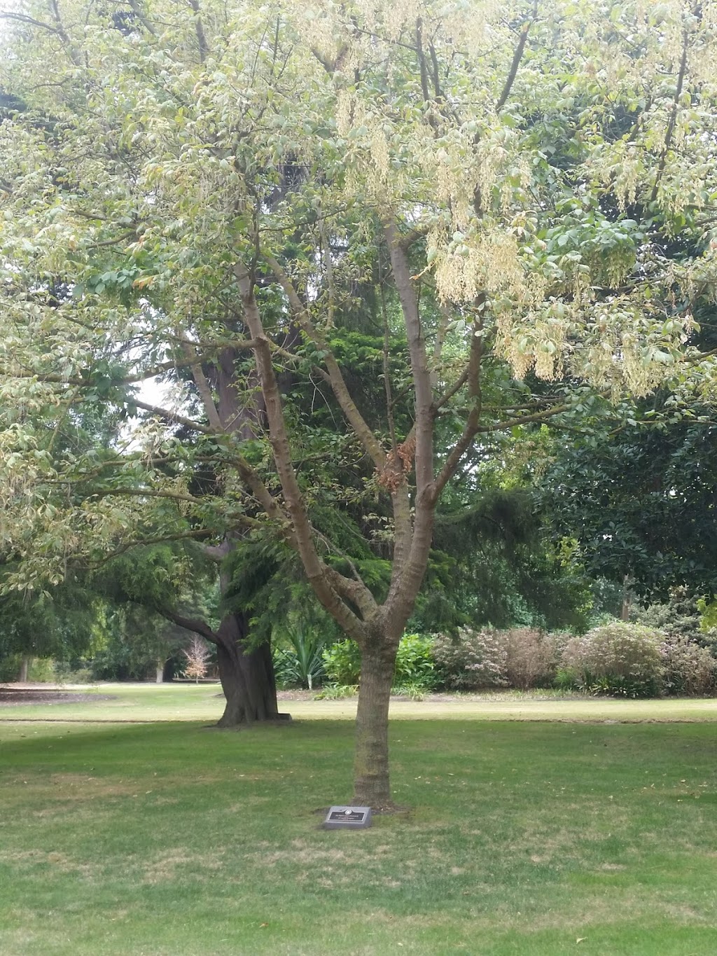 Morton Bay Fig Bed | park | Government House Dr, Melbourne VIC 3004, Australia