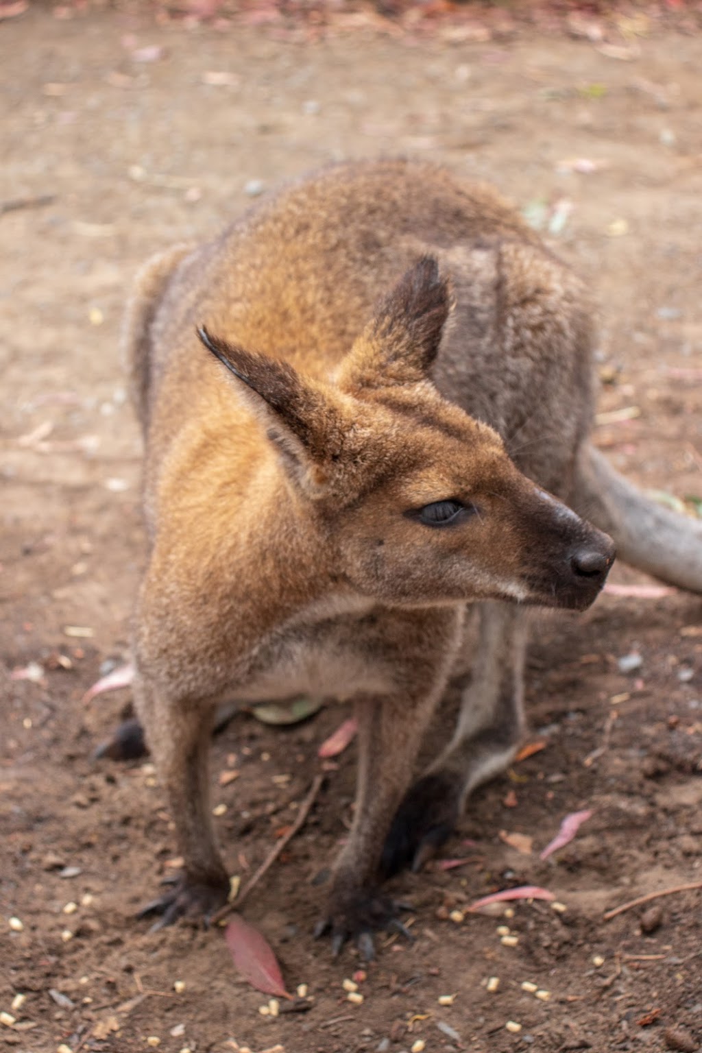 Wildlife Park | zoo | 452 Torrens Valley Rd, Gumeracha SA 5233, Australia