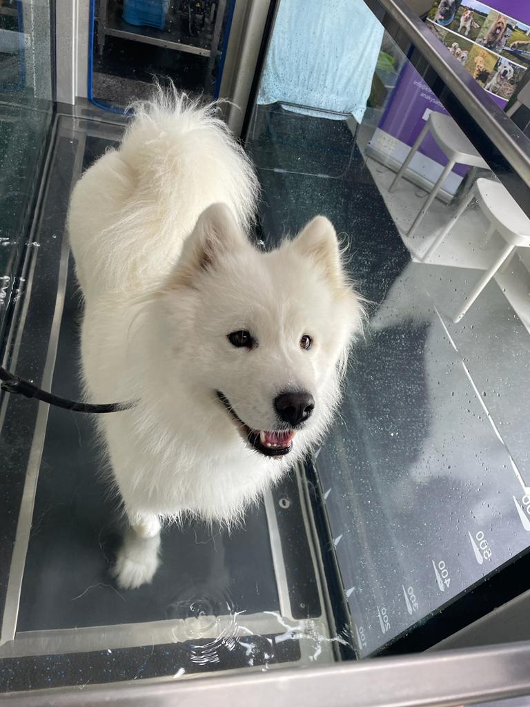 Kylies K9 Hydrotherapy | 25 Alkoomie Pl, Wilton NSW 2571, Australia | Phone: 0419 666 673