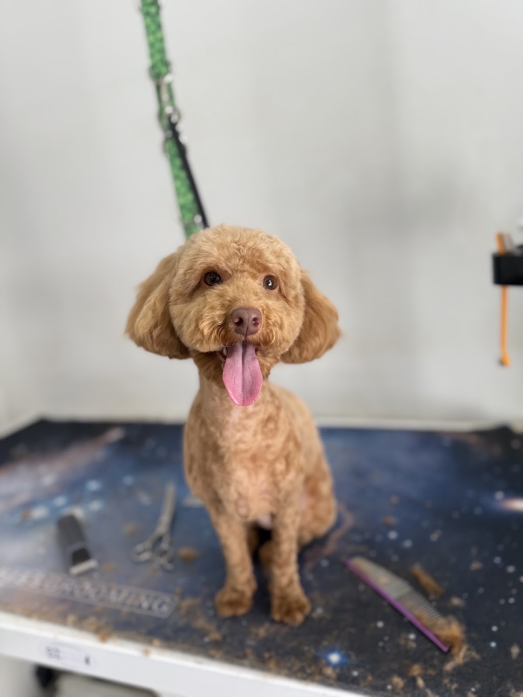The Doggy Spa | 147 Farview Dr, Denham Court NSW 2565, Australia | Phone: 0406 764 591